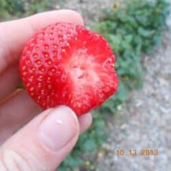 Seascape Strawberries | Zone 4-8