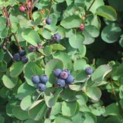 Saskatoon Juneberry Wild Selected Amelanchier Alnifolia