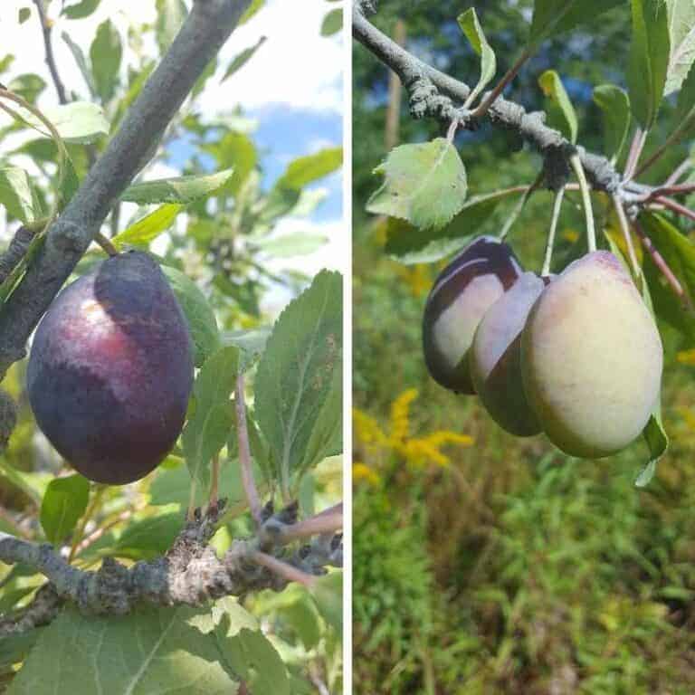 Stanley Plum Tree Zones 49 Winter Cove Farm