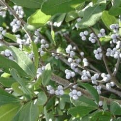 Northern Bayberry (candleberry) Package of 5, Zones 3-8