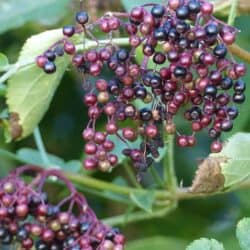 Elderberry (Sambucus Canandensis), Zones 3-8