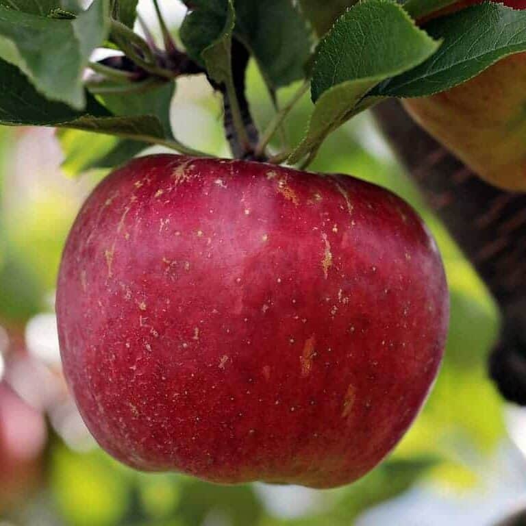 Enterprise Apple Tree Semi Dwarf Zones 4 7 Winter Cove Farm