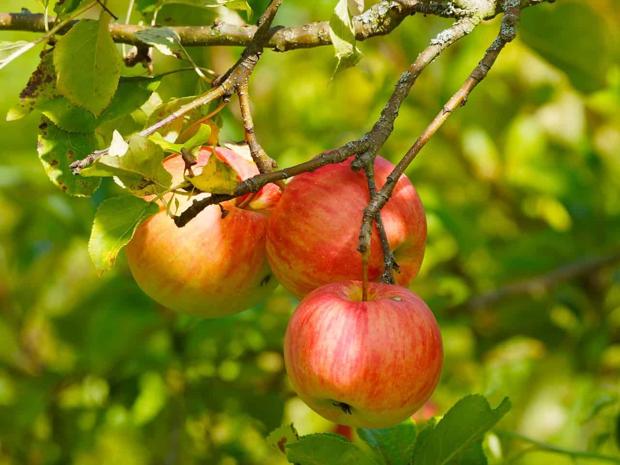 Honeycrisp Apple Tree, Zones 3-7 Semi Dwarf | Winter Cove Farm