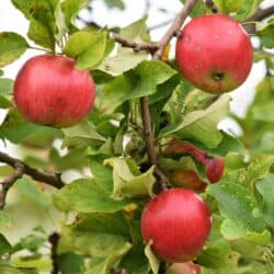 Ida Red Apple Tree, Semi-Dwarf Zones 3-7