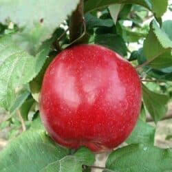 Liberty Apple Tree Dwarf Zones 4-8
