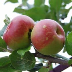 Nova Mac Apple Tree | Zone 4-7