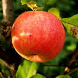 King of Thompkins County Apple Tree | Zones 4-7