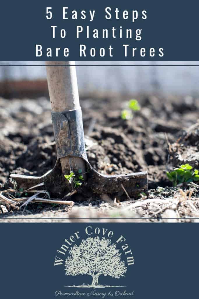 5 Easy Steps To Planting Bare Root Trees