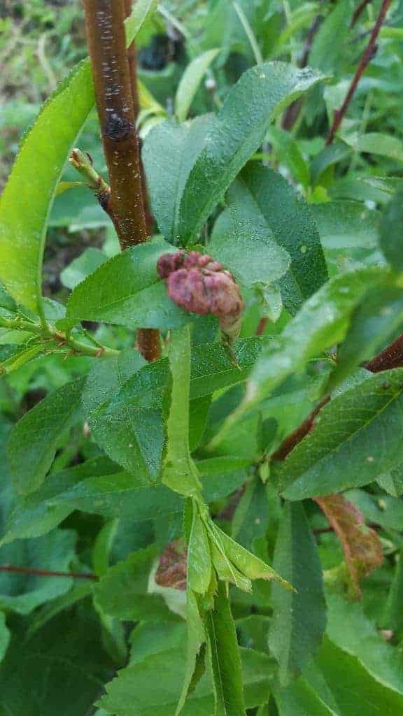 peach-leaf-curl-disease