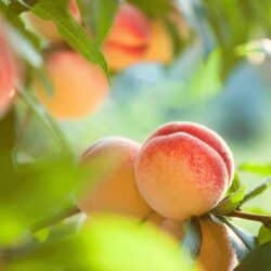 Contender Peach Tree Zone Zones 4-7
