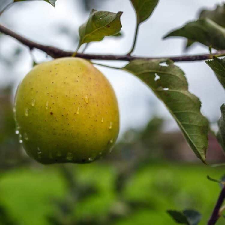 Enterprise Apple Tree SemiDwarf Zones 47 Winter Cove Enterprise Apple Tree SemiDwarf Zones 47 Winter Cove