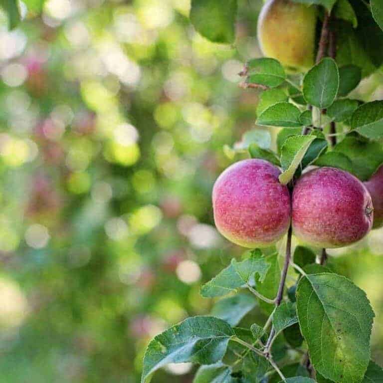 Winesap Apple Tree, SemiDwarf Winter Cove Farm