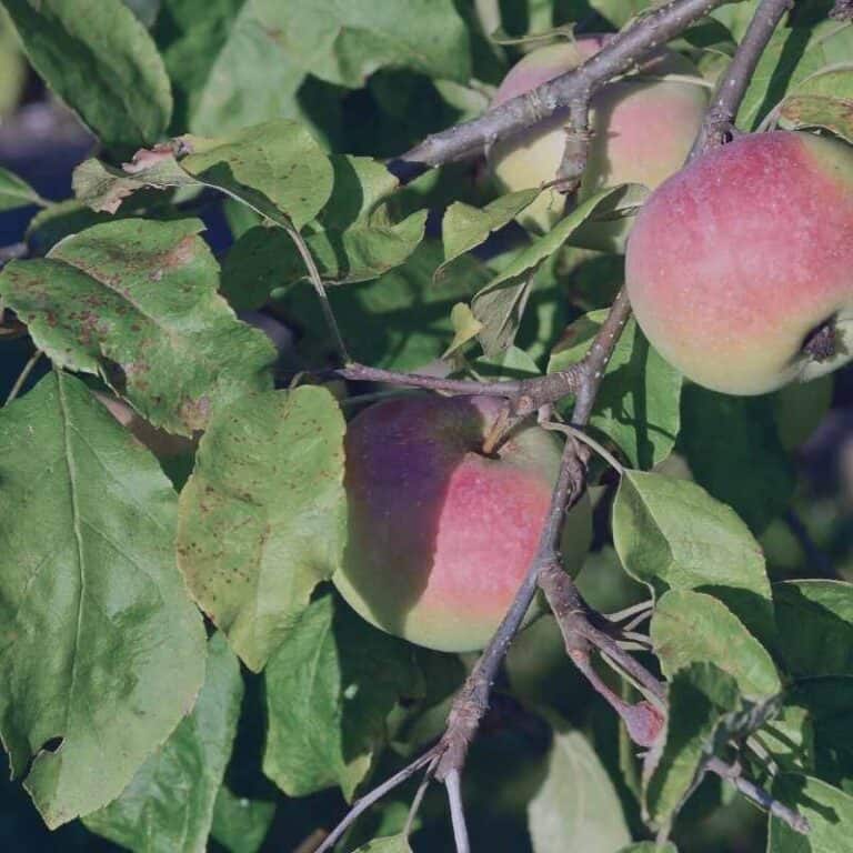 Jonathan Apple Tree SemiDwarf Zones 48 Winter Cove Farm