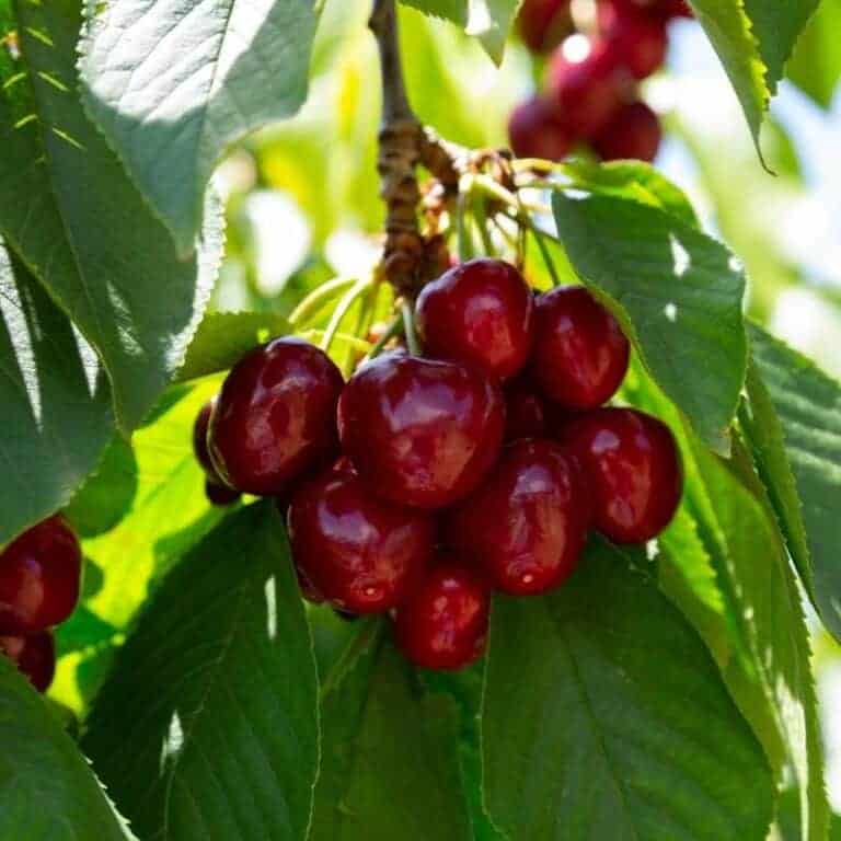 Lapin Sweet Cherry Tree Zones 58 Whip Winter Cove Farm