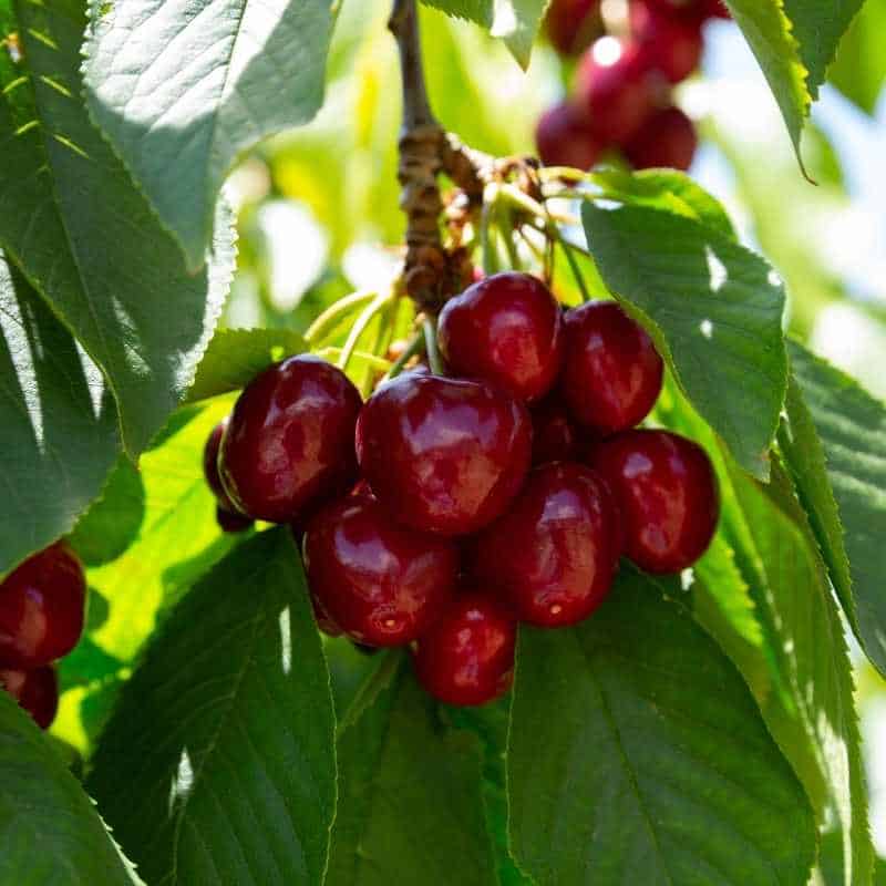 British Columbia Lapin Sweet Cherry Trees 5 seeds Excellent Firmness & Flavor