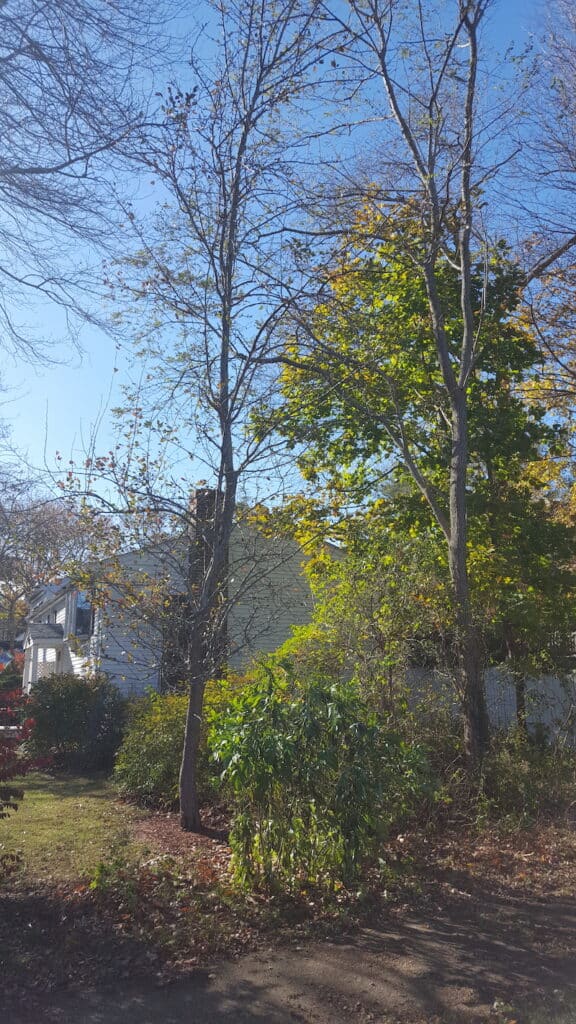 Know How Far Apart To Plant Your Fruit Trees Winter Cove Know How Far Apart To Plant Your Fruit Trees Winter Cove
