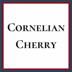 Cornelian Cherry