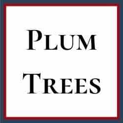 Plum Trees