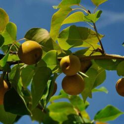 Chojuro Pear Tree | Zones 5-9