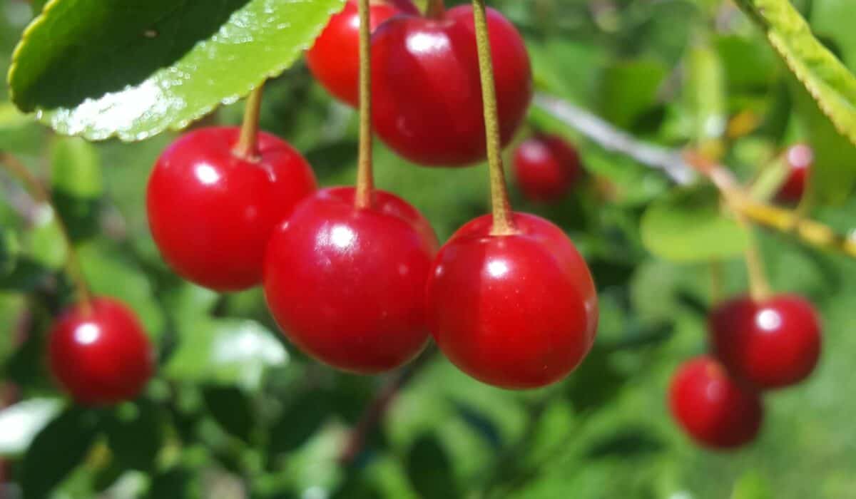 carmine jewel cherries