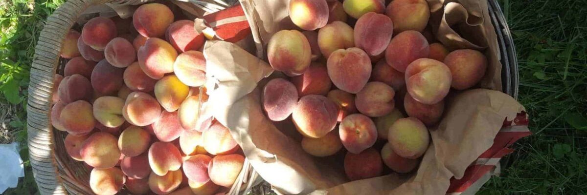 Cold-Hardy-Fruit-Trees-Peaches